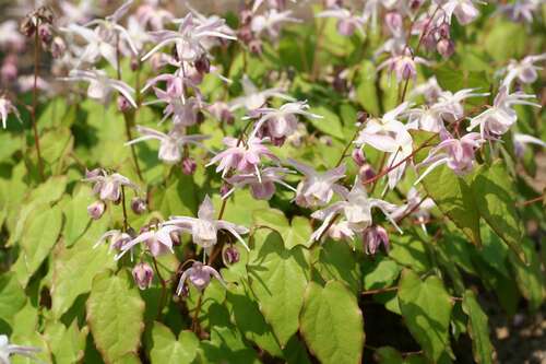 Bild von Epimedium grandiflorum Akebono