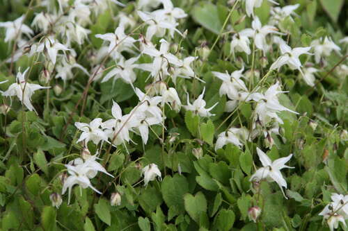 Bild von Zwerg Elfenblume