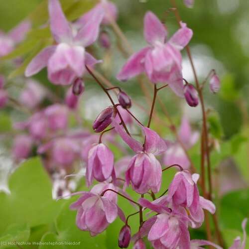 Bild von Epimedium grandiflorum Rose Queen