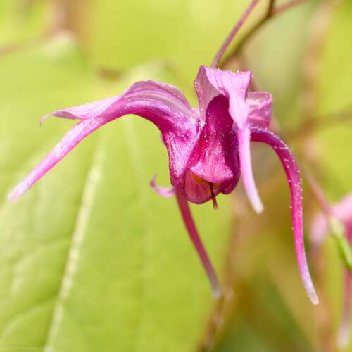 Bild von Großblütige Elfenblume