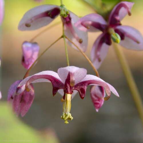 Bild von Großblütige Garten-Elfenblume