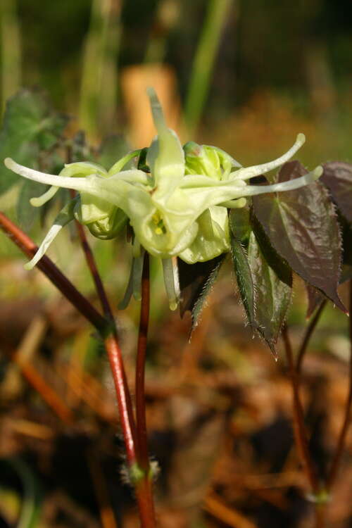 Bild von Koreanische Elfenblume