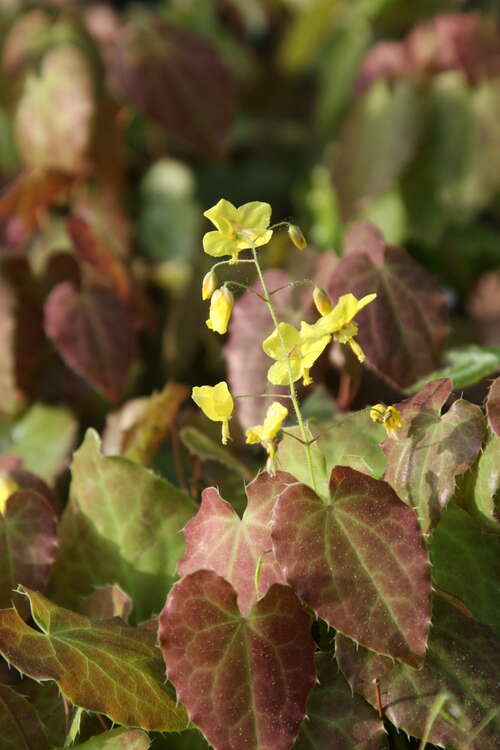 Bild von Epimedium x-perr. Weihenstephan