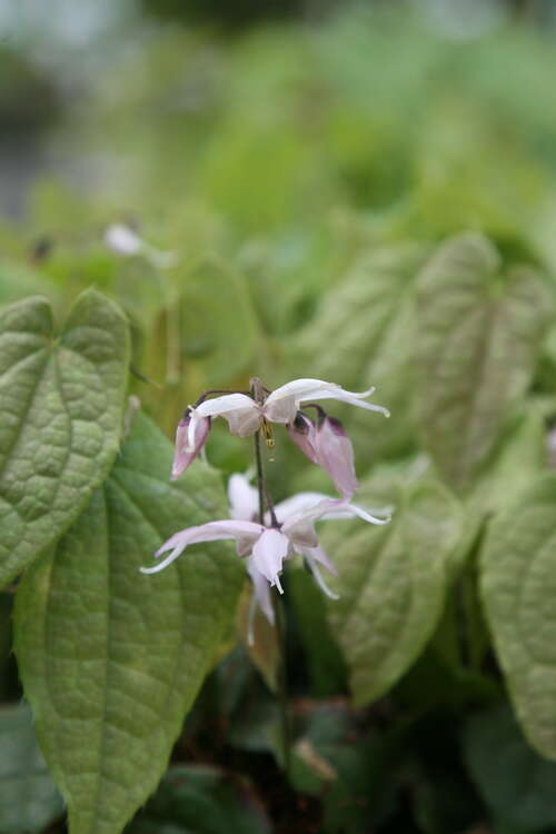 Bild von Epimedium leptorrhizum