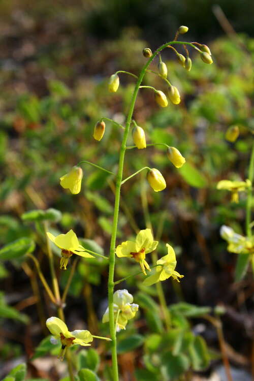 Bild von Epimedium pinnatum ssp.colchicum