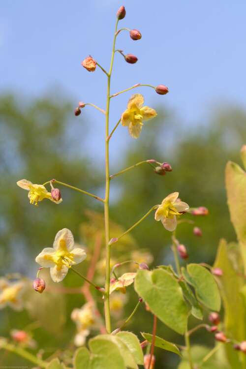 Bild von Elfenblume