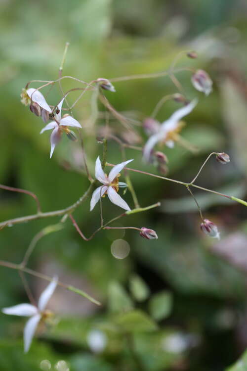 Bild von Elfenblume