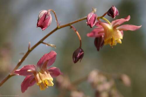 Bild von Garten-Elfenblume