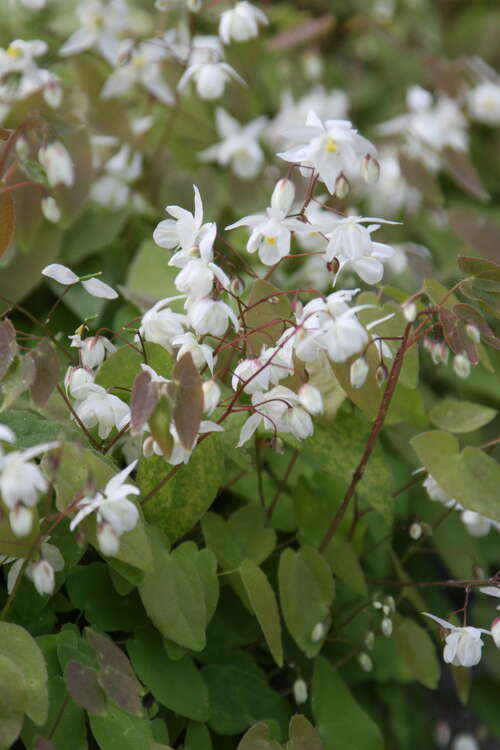 Bild von Epimedium x-youngianum Niveum