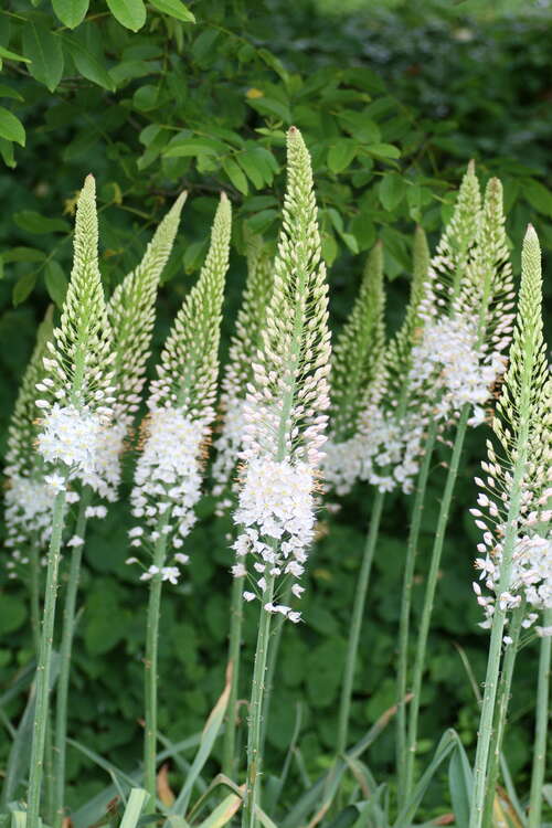 Bild von Riesen-Steppenkerze