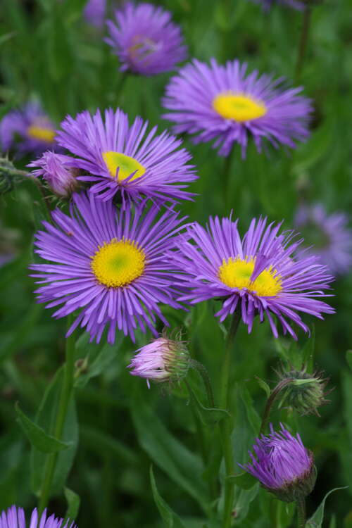 Bild von Erigeron x-cult. Dunkelste Aller