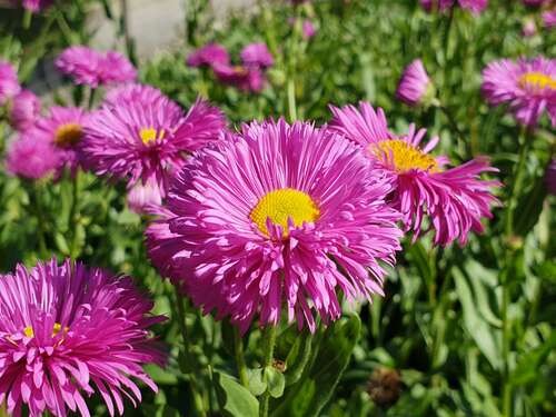 Bild von Garten-Feinstrahlaster