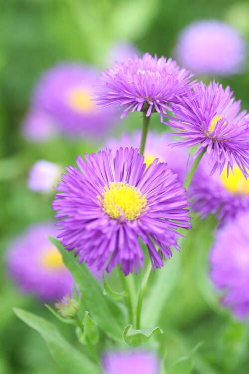 Bild von Erigeron x-cult. Schloss Helenstein