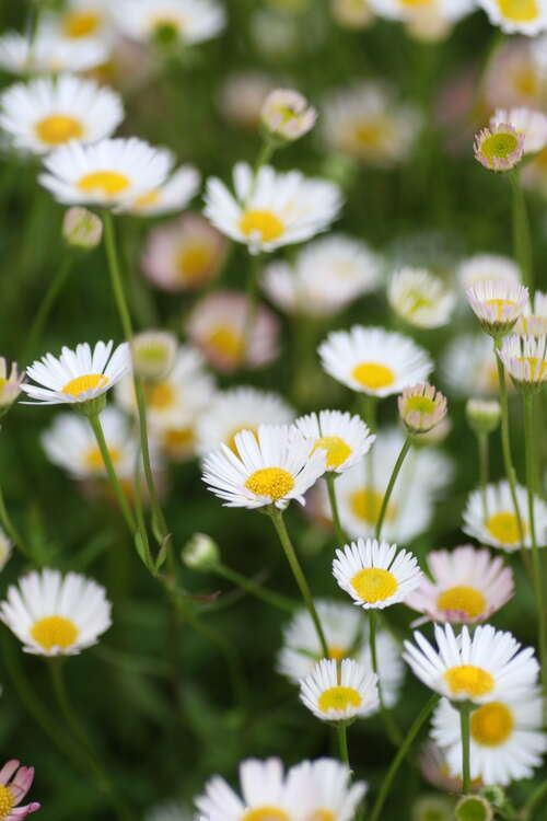 Bild von Karwinskis Feinstrahl, Karwins