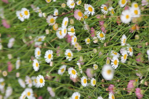 Bild von Erigeron karvinskianus Blütenmeer