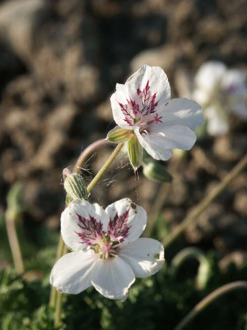 Bild von Erodium guttatum