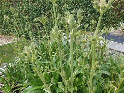 Bild von Agavenblättrige Mannstreu