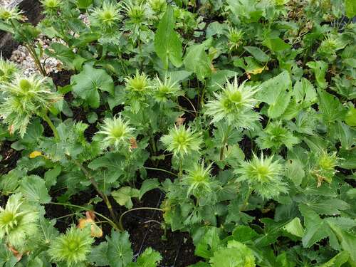 Bild von Alpen-Mannstreu, Alpendistel