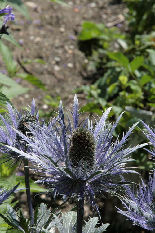 Bild von Garten-Mannstreu