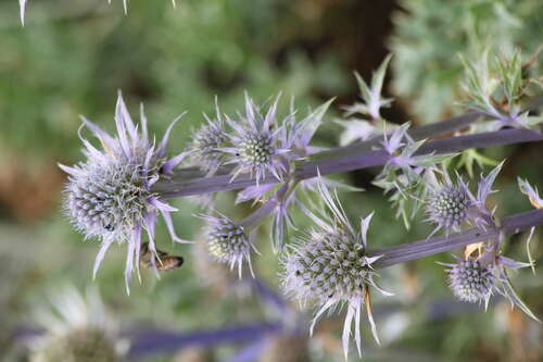 Bild von Spanische Edeldistel