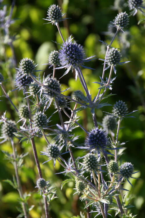 Bild von Eryngium planum