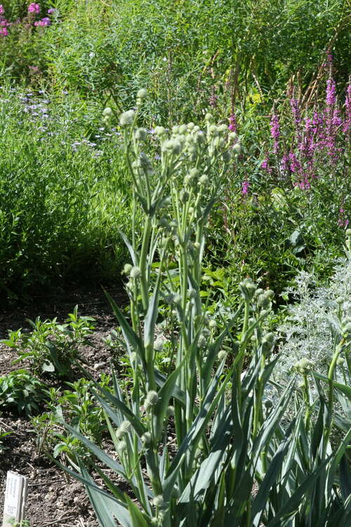 Bild von Palmlilienblättrige Mannstreu