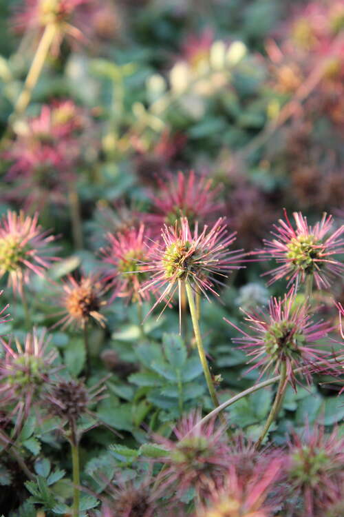 Bild von Acaena magellanica