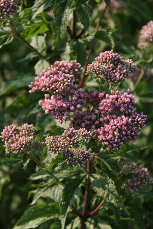 Bild von Eupatorium cannabinum Plenum