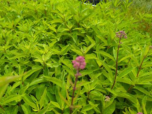 Bild von Eupatorium fistulosum Atropurpureum