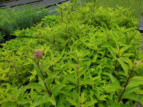 Bild von Purpurroter-Wasserdost