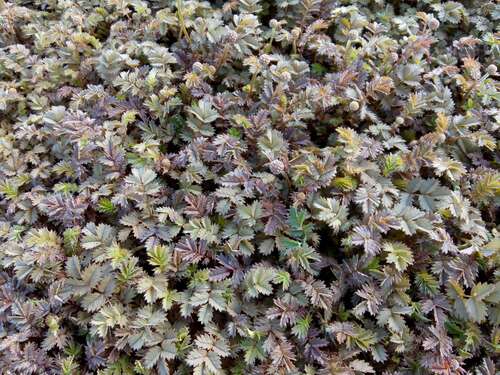 Bild von Acaena microphylla Kupferteppich