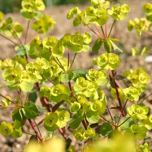 Bild von Euphorbia amygdaloides Purpurea