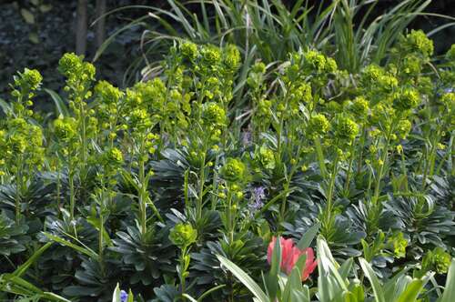 Bild von Mandelblättrige Wolfsmilch