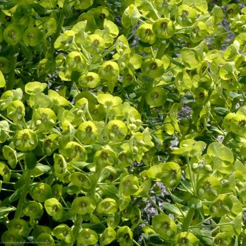 Bild von Euphorbia characias ssp.caracias