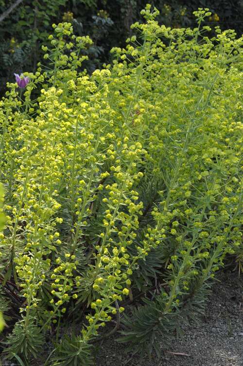 Bild von Euphorbia charac. Forescate
