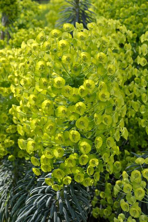 Bild von Euphorbia characias ssp. wulfenii