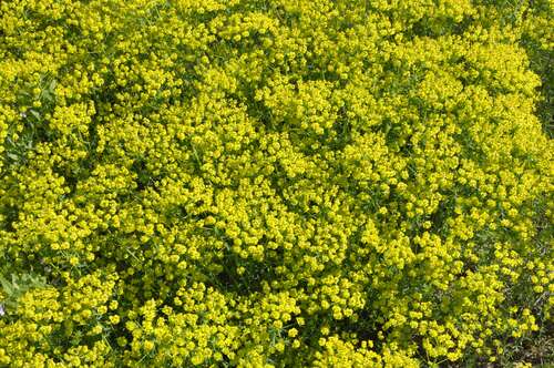 Bild von Euphorbia cyparissias
