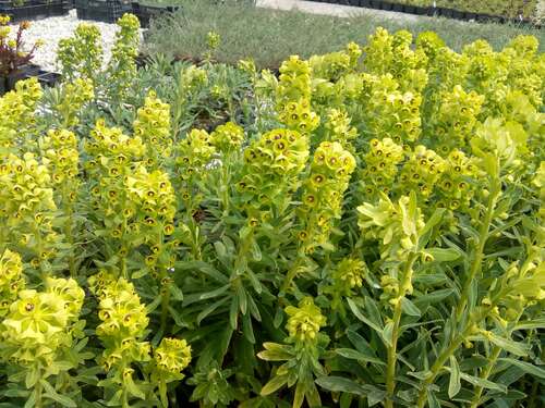Bild von Euphorbia characias wul. Humty Dumpty