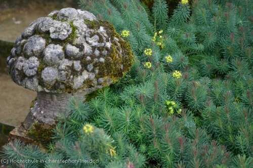 Bild von Euphorbia cyparissias Fens Ruby
