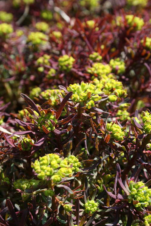 Bild von Euphorbia cyparissias Red Devil