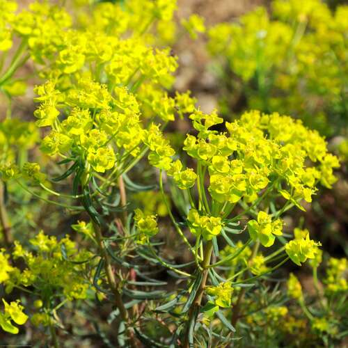 Bild von Euphorbia cyparissias Orange Man
