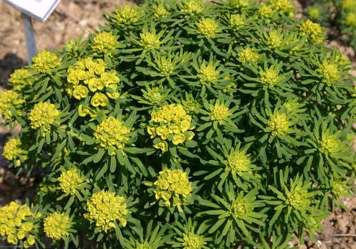 Bild von Garten-Zypressen-Wolfsmilch