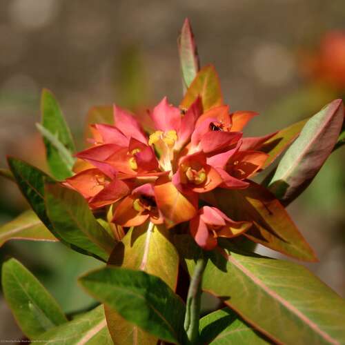 Bild von Euphorbia griffithii Fireglow