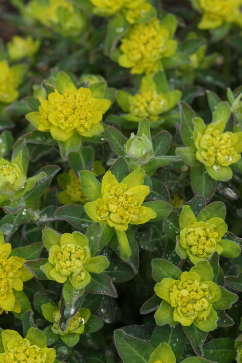 Bild von Euphorbia epithymoides polychroma