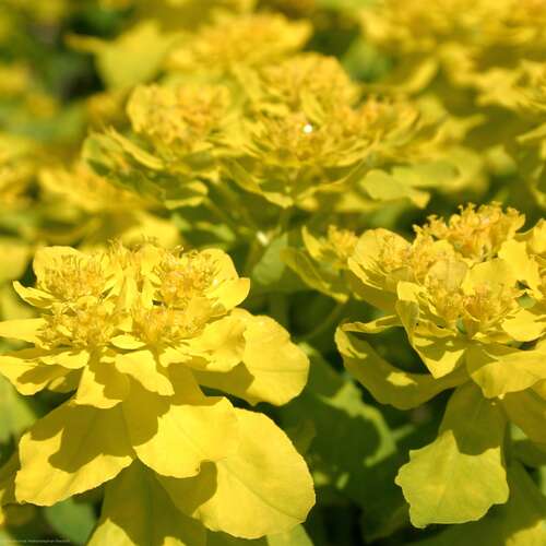 Bild von Euphorbia polychroma Messing