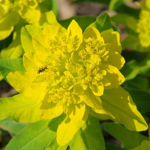 Bild von Euphorbia polychroma Midas