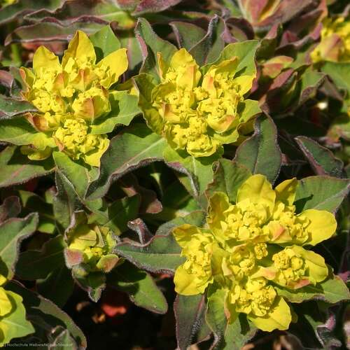 Bild von Braunrotblättrige Wolfsmilch