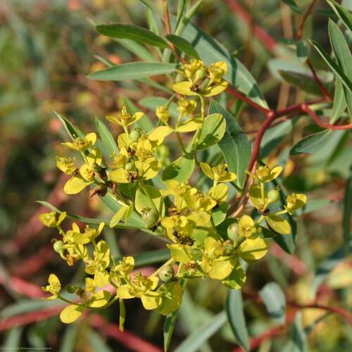 Bild von Euphorbia rigida