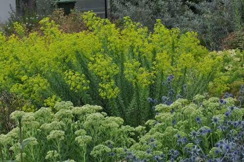 Bild von Euphorbia seguieriana Sternenwolke