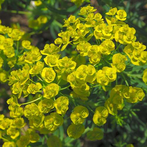 Bild von Euphorbia soongarica 